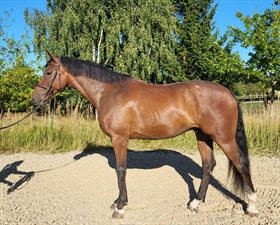 FARRELLS FIT FOR FIGHT