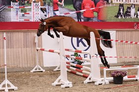 NY SKOVGAARDS CORNET