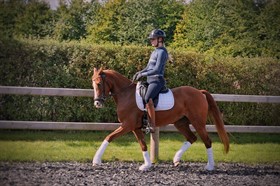 MEJLGAARDENS GOLDEN BLOSSOM