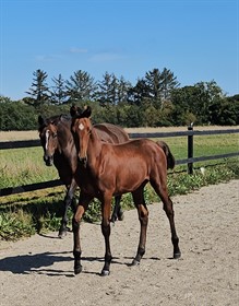 VISION AF SKOVLYKKEGÅRD