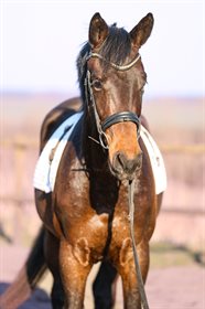 REMEMBER SENNA DA SILVA