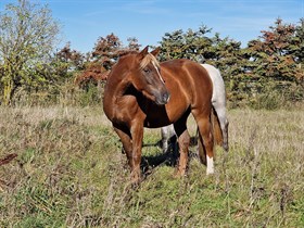 LANGTOFTEGÅRD WHITNEY