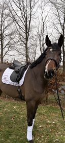 HEINGAARDENS PATRICIA