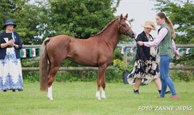 LUNDENÆSGÅRDS MONTOYA