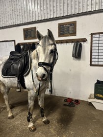 POPPELGÅRDENS CEE-JAY B