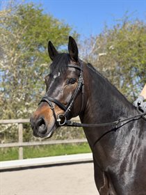 SKOVLYGÅRDS INDIANA