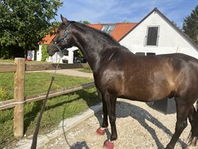 SKOVLY'S BOND, JAMES BOND