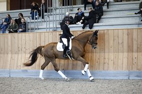 GRAASTENGAARDS DREAM DEVINE