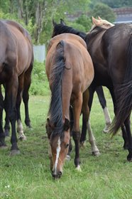 NØRGAARDS DANCING DIVA