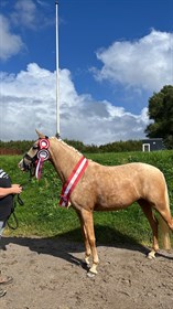 LYKKESHOLMS MAUNA KEA