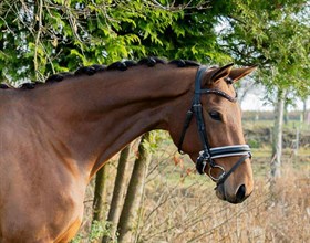MOSELYS HJERTENSFRYD