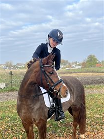 DAHLSMINDE TIWLIP (DNK)