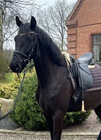 LYNGGAARDENS VALENZE