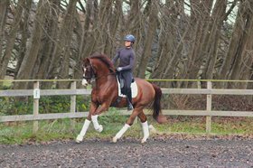 VESTERDAMS VEVALENTINO