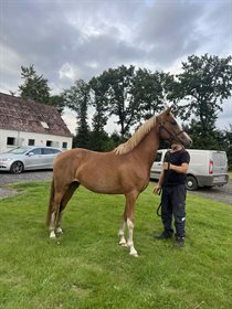 BANKEGAARDENS FIRST CORNELIA