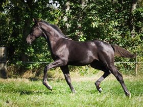 KØLVRINGENS MACCHIATA