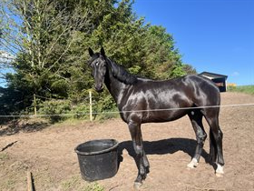 SDR. SKOVSGAARD ICONIC FERRUM