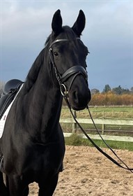 ASKEMOSENS FABIENNE C