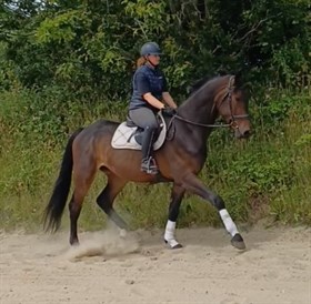 LANGESKOVS VINCENT
