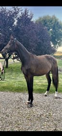 SMEDEGAARDS DISCO BOSS