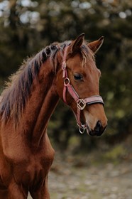 STENSGAARD´S BROWN SPIRIT