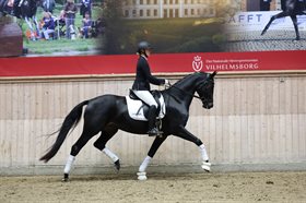 TRELDEGÅRDS SINÉAD