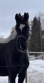 GRØNHØJS MISS PURPLE ROXY