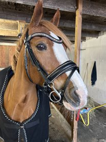 SANDELMOSEGAARD DREAMER