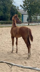 RATHLEFF'S AMAZING COOKIE TWIN