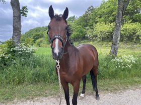 BIRKELUND'S TARA