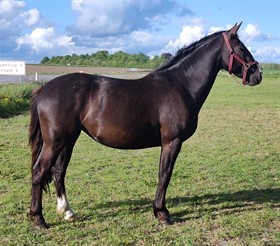 TULULLA AF ÅGÅRDEN