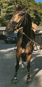 LYNGBAKGAARD'S DREAMER