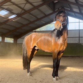 MOSEHOLMEN'S MUSCARI