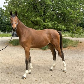 PLUSHORSES PERFEKTION