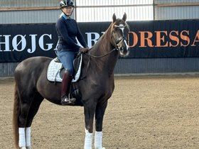 HØJGAARD DRESSAGE