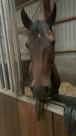 FYRSTINDE TEMPTATION S.G.