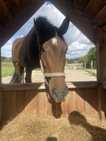 STALD SKOVBY'S LETITBEE