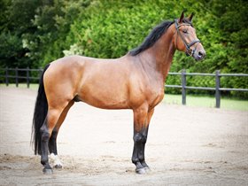 ZEMILLION (SWB)
