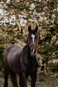 STENSGAARD'S DREAM SUPREME