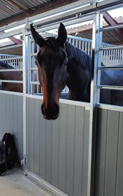 DALSGAARD'S ZACKOTINO