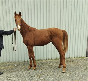 LABIRKSGYDENS DON PEDRO