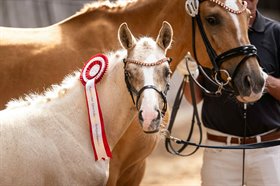 BRYGGERGÅRDENS PRETTY WOMAN