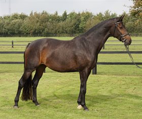 BREDKÆRGAARDS SAFIRA