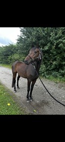 PRÆSTEGÅRDENS AMALIA