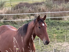 LYNGBJERGBO’S BARKLEY