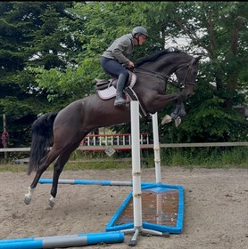 CUCUMBER COLLINS WN Z