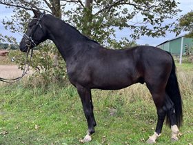 TEGLGAARDENS BLACK TISON