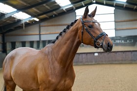 HØJGAARD DRESSAGE