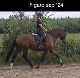 FIGARO HOLST