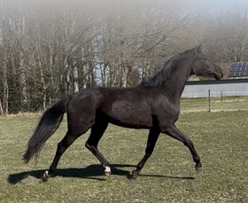 TEAM SIESTAS SO FINE